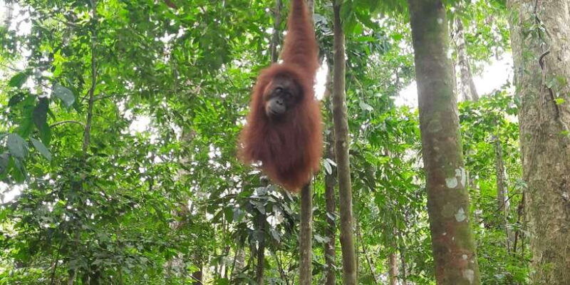 bukit-lawang-jungle-trekking-and-rafting-day-trip