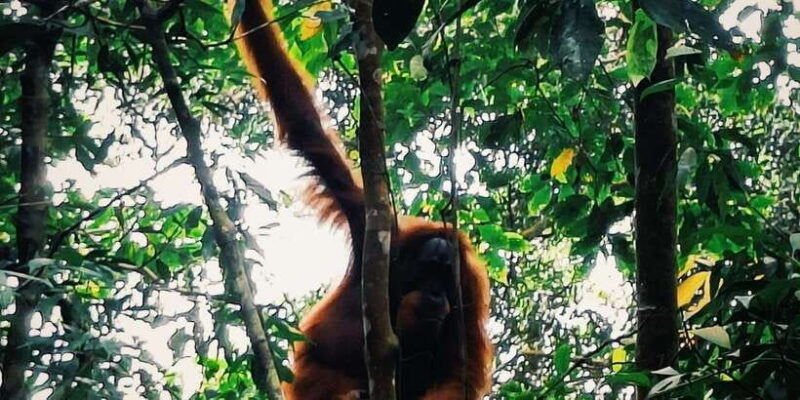bukitlawang-orangutan-3-days-group-jungle-trek