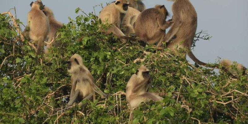 bundala-half-day-safari-private-tours-morning-afternoon
