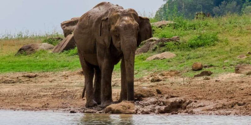 bundala-national-park-3-hour-morning-or-evening-safari