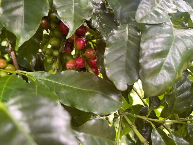 buon-ma-thuot-coffee-farm-tour-bean-to-brew-with-pickup