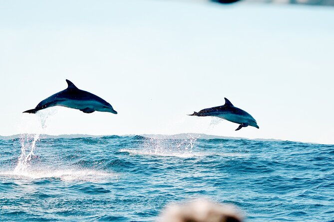 Byron Bay Dolphin Tour - Ocean Safari - Wildlife Spotting and Marine Education