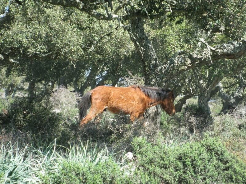 cagliari-the-nuraxi-of-barumini-unesco-giara-horses-4h-tour