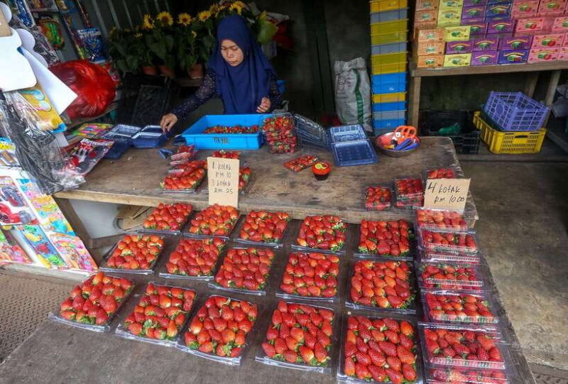 cameron-highlands-1-day-tour-from-kuala-lumpur