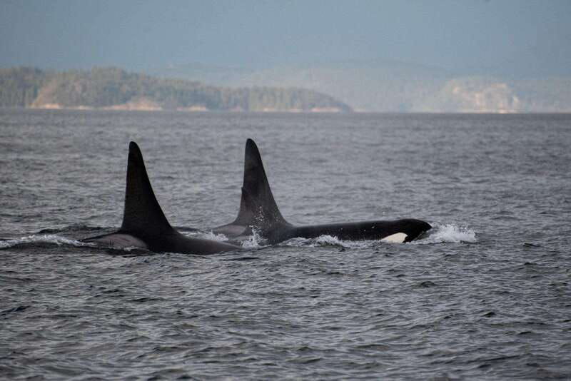 campbell-river-6-hour-whale-watching-boat-tour