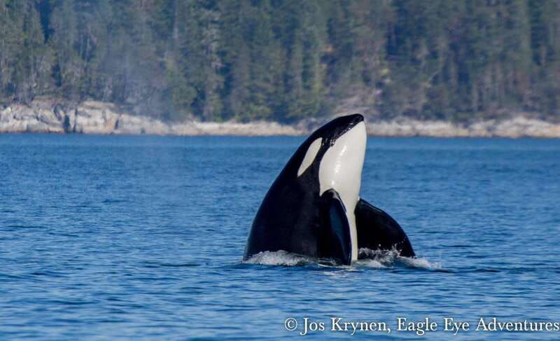 campbell-river-discovery-passage-wildlife-zodiac-boat-tour