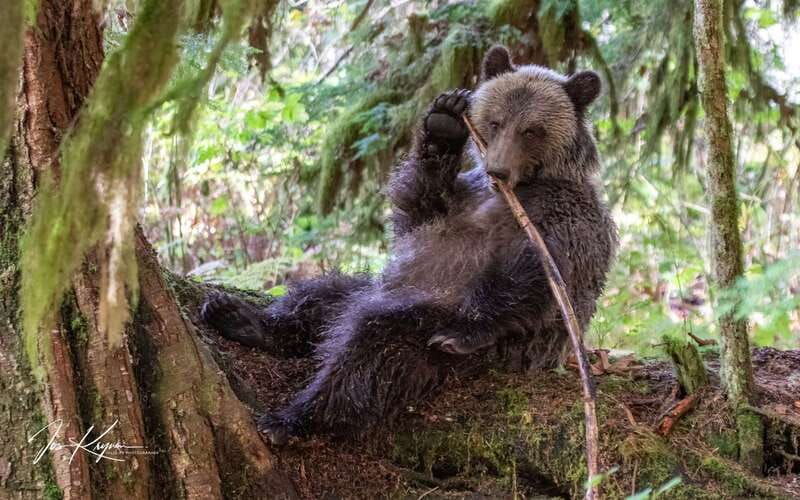 campbell-river-full-day-grizzly-bear-tour-with-lunch