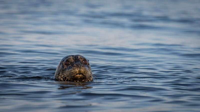 campbell-river-kayaking-and-whale-watching-tour