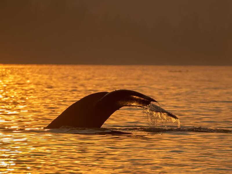 campbell-river-scenic-sunset-tour-by-boat