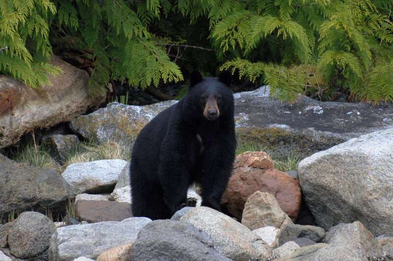 campbell-river-spring-bear-watching-waterfalls-boat-tour