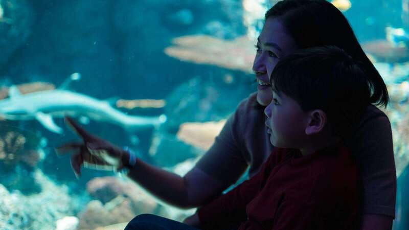 cancun-ticket-for-the-interactive-aquarium