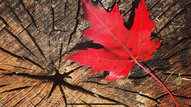 canmore-guided-town-walking-tour-with-sweet-treat-and-drink