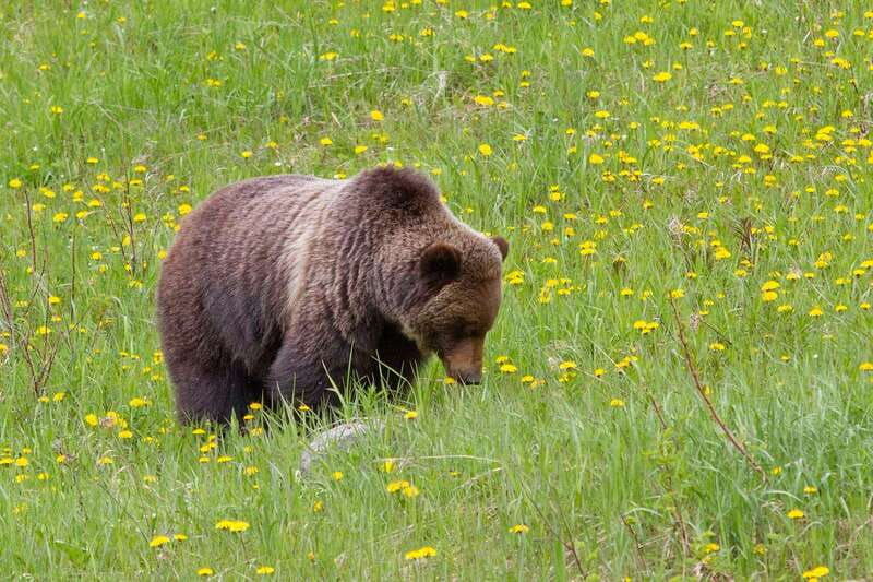 canmore-lost-towns-and-untold-stories-hiking-tour-3hrs