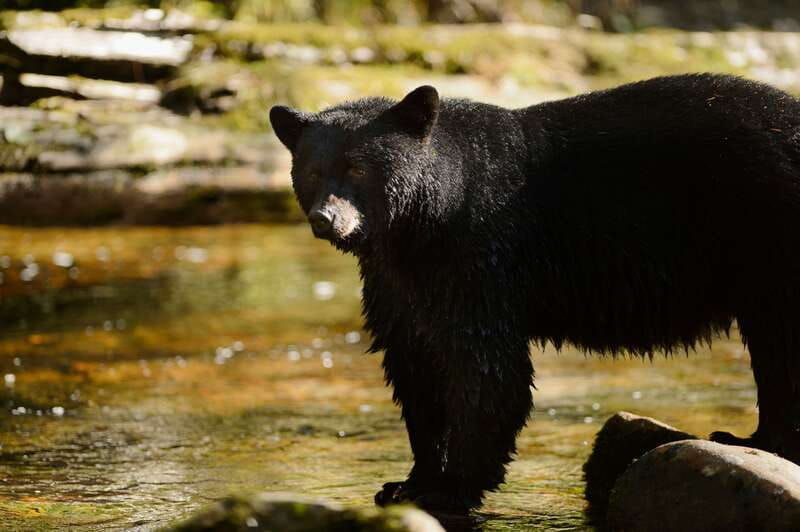 canmore-private-safari-drive-to-banff-park-nature-walk