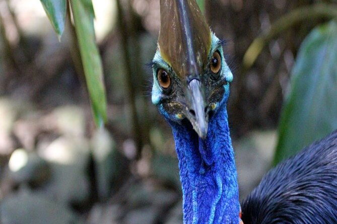 Cape Tribulation and Daintree Wilderness Day Tour in Cairns - Is This Tour Worth the Price?