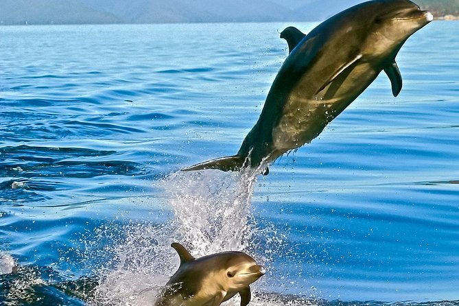 Captain Cook and Dolphin Cruise - What to Expect From the Itinerary
