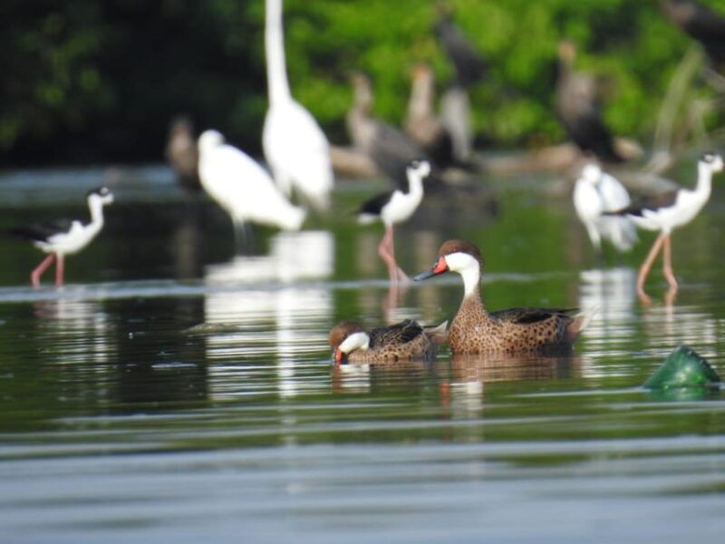 cartagena-fishermens-island-in-the-mangroves-by-canoe