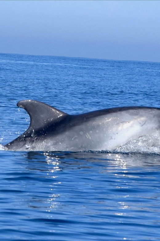 cascais-dolphin-watching-speedboat-tour