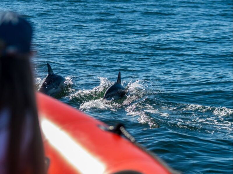 cascais-dolphin-watching-tour-2