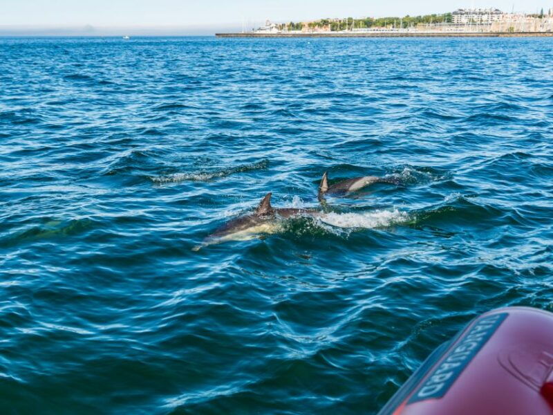 cascais-dolphin-watching-tour