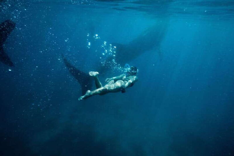 cebu-city-whale-shark-swimming-kawasan-falls-canyoneering