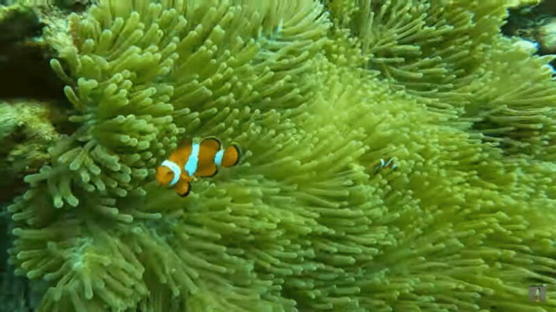 cebu-island-hopping-pescadorsardine-run-andturtle-paradise