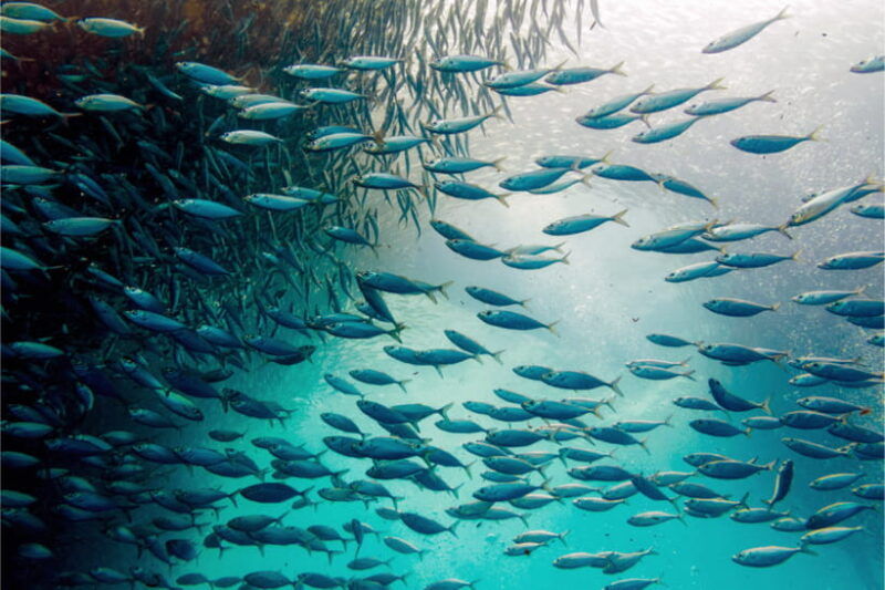 cebu-moalboal-sardine-run-turtles-oslob-whale-shark-tour