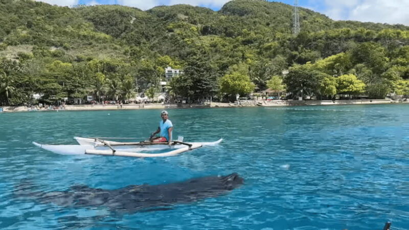 cebu-oslob-whale-shark-and-moalboal-snorkeling-adventure-2