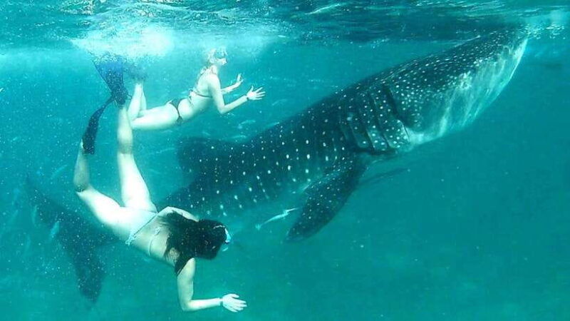 cebu-oslob-whale-sharks-canyoneering-and-ziplining-tour