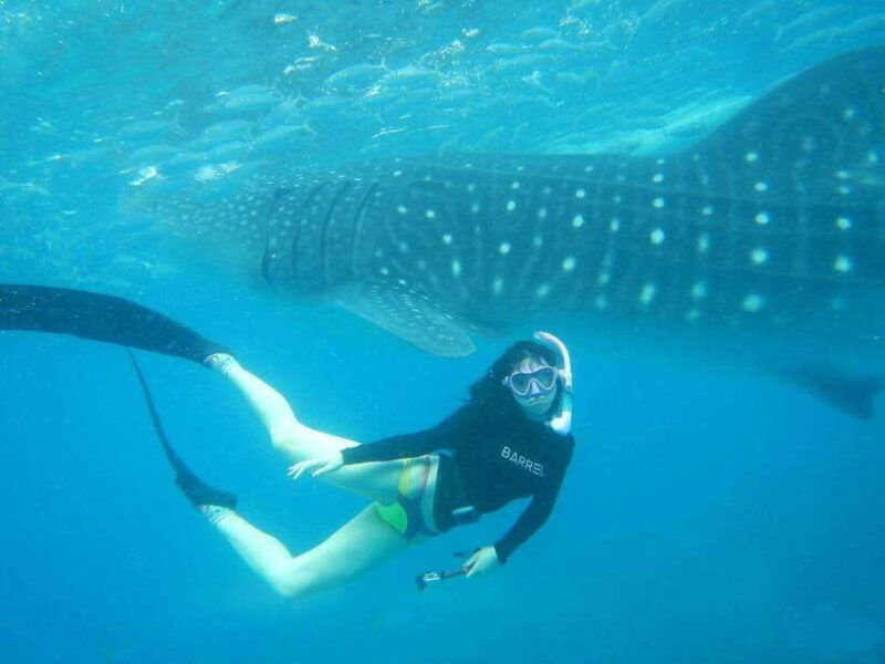 cebu-oslob-whale-sharks-tumalog-falls-sardine-snorkeling