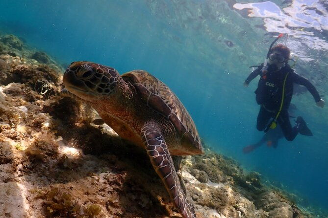 Cebu: Scuba Diving Experience beach entry in Mactan - The Sum Up: Is It Worth It?