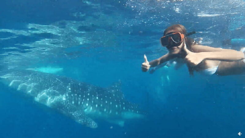 cebu-whale-shark-oslob-and-moalboal-snorkeling-adventure
