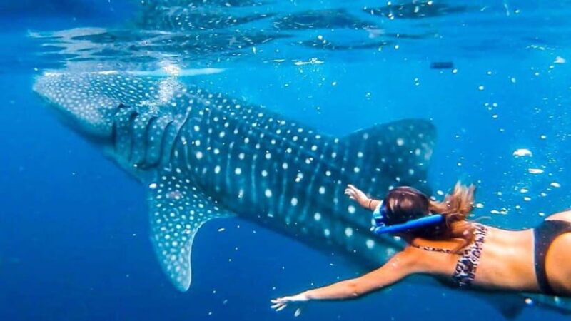 cebu-whaleshark-encounter-tumalog-falls-monkey-viewing