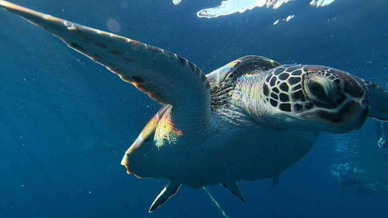cebu-whaleshark-swimming-moalboal-snorkelling-day-trip