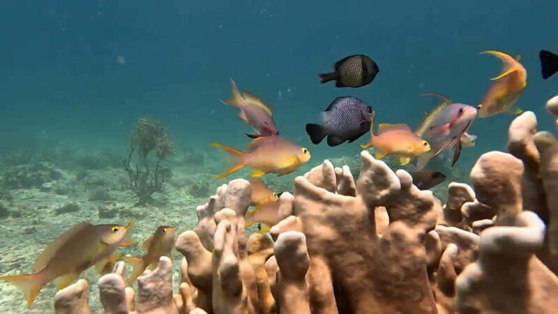 cebu-whaleshark-watching-sumilon-island-and-moalboal