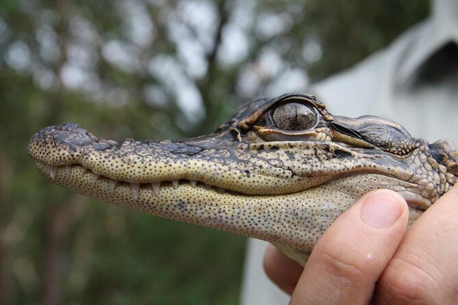 Central Coast Private Tour From Sydney, with Australian Reptile Park Option - Practical Considerations