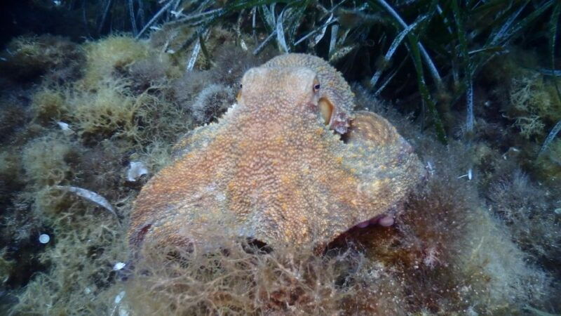 chalkidiki-scuba-diving-for-beginners-in-kassandra