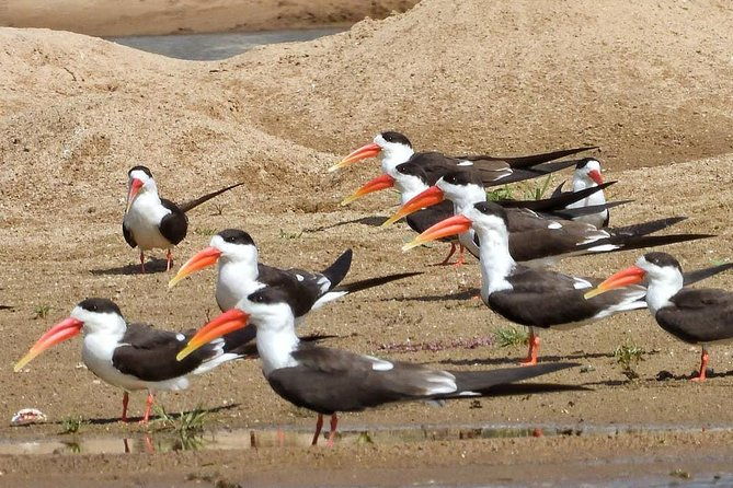 Chambal River Safari - Who Would Enjoy This Tour?