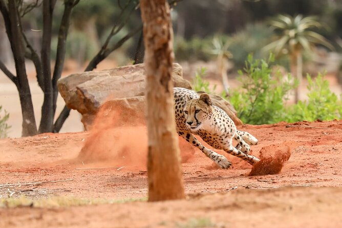 Cheetah Encounter at Werribee Open Range Zoo - excl. entry - A Close Look at the Cheetah Encounter Experience