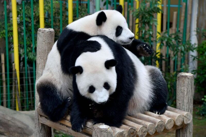 chengdu-2-days-panda-leshan-buddha-and-emeishan-group-tour