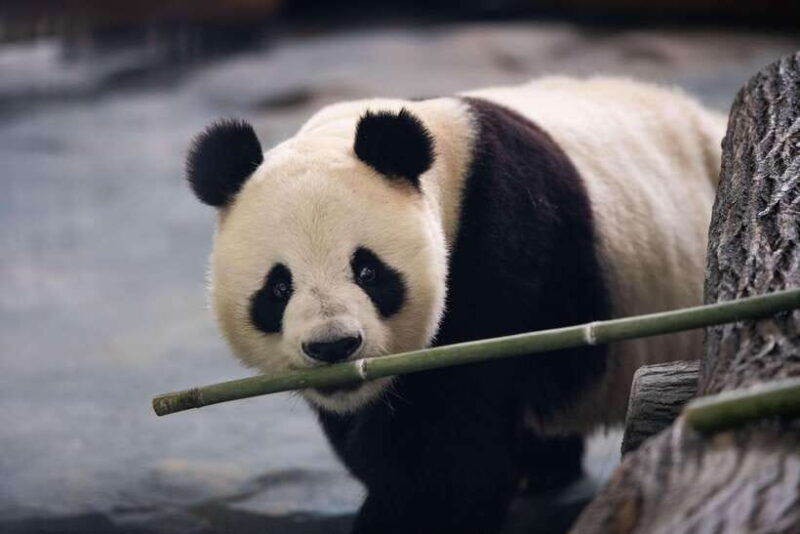 chengdu-panda-base-half-day-group-tour