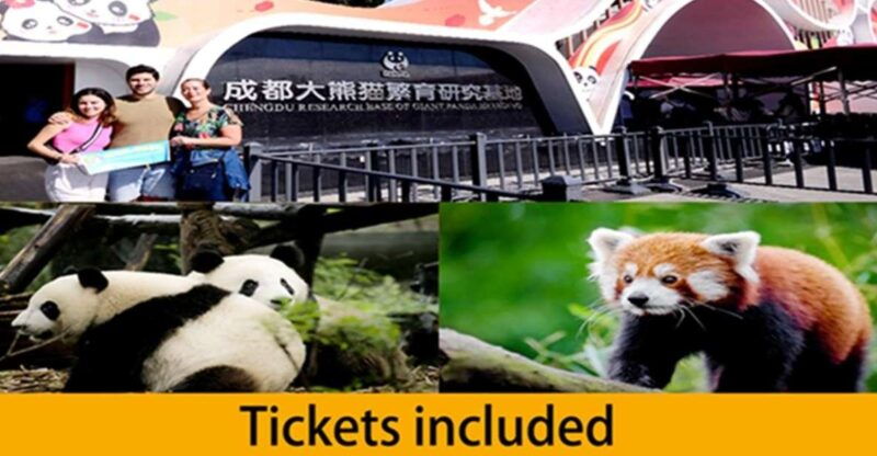 chengdu-panda-base-half-day-tour