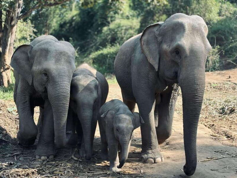 chiang-mai-elephant-sanctuary-feeding-program-half-day-tour