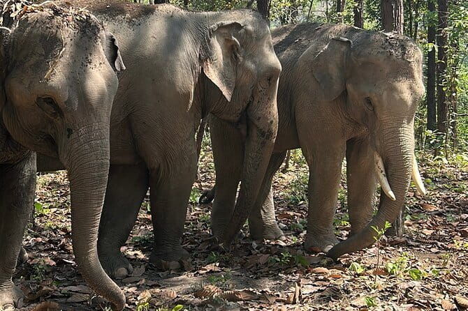 Chiang Mai Half Day Tour: Doi Inthanon Elephant Sanctuary - What Could Be Better?