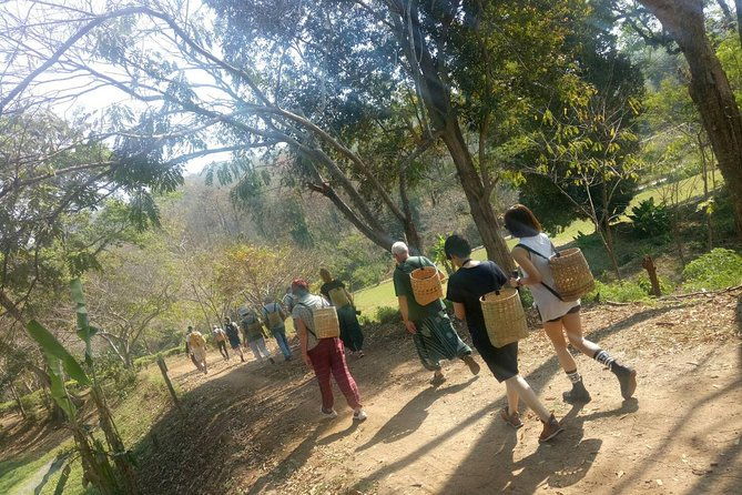 Chiang Mai Private Tour with Tea Plantation, Karen Village, Doi Suthep - Starting Bright and Early: Hotel Pickup at 8:00am