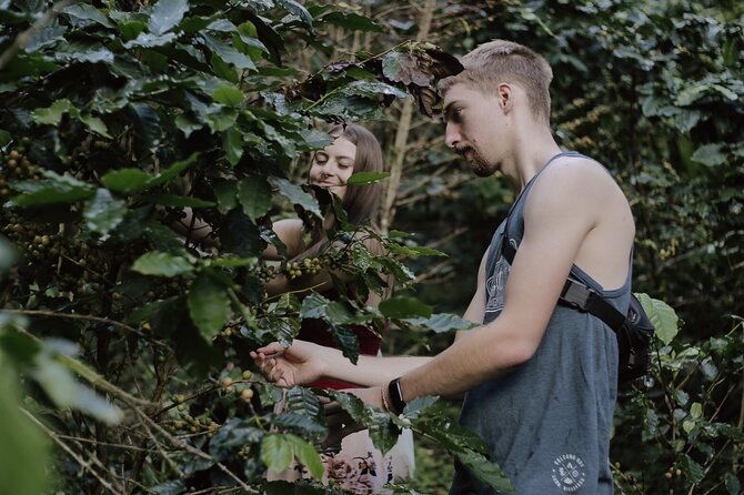 Chiangmai Coffee Farm Tour - Exploring the Itinerary