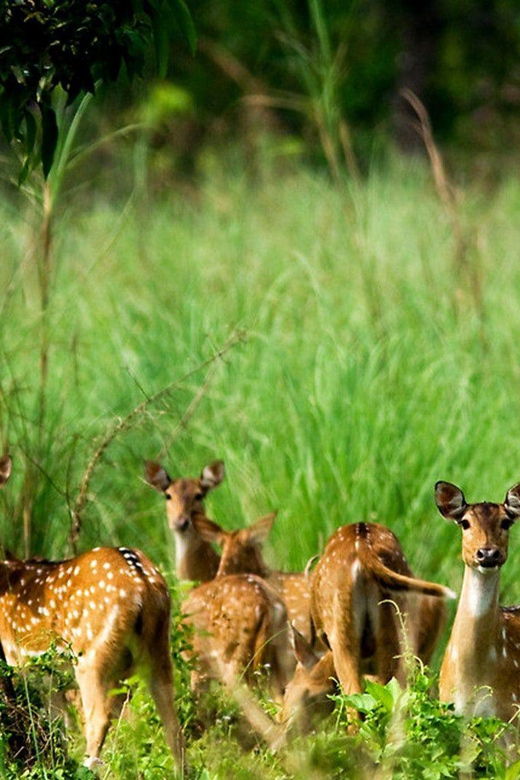chitwan-1-night-2-day-wildlife-adventure