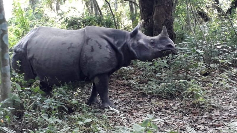 chitwan-4-day-chitwan-national-park-tiger-safari-tour