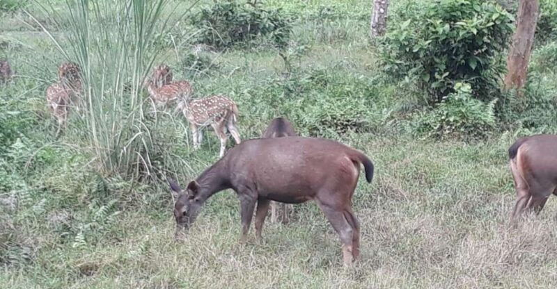 chitwan-day-tour-canoeingjungle-walk-jeep-safari