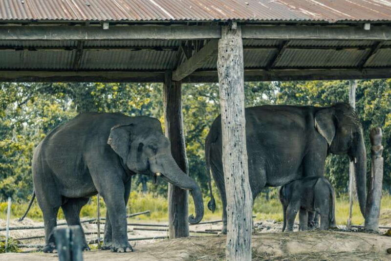 chitwan-jungle-safari-2-nights-3-days